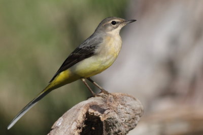 Grey Wagtail / Forsrla
