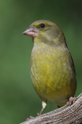 Greenfinch / Grnfink