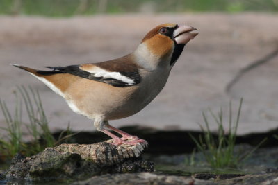 Hawfinch / Stenknck