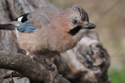 Jay / Ntskrika