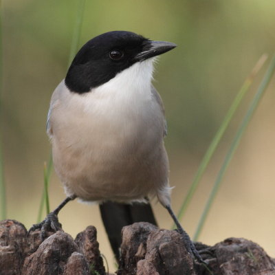 Azure-winged Magpie / Blskata