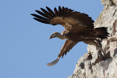 Griffon Vulture / Gsgam