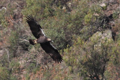 Spanish Imperial Eagle / Spansk kejsarrn