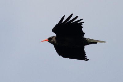 Chough / Alpkrka