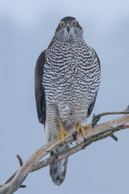 Goshawk / Duvhk