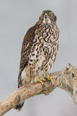 Goshawk / Duvhk