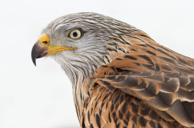 Red Kite (Rdglada)