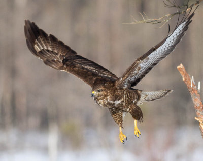 Buzzard (Ormvrk)