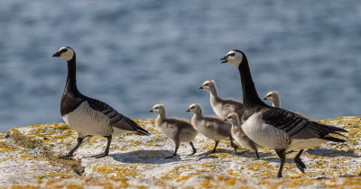 Geese / Gss