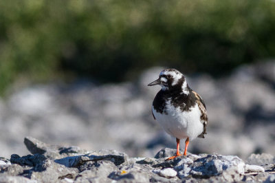 Turnstone / Roskarl