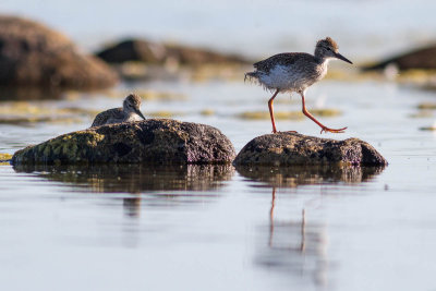 Redshank / Rdbena