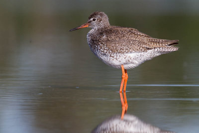 Redshank / Rdbena