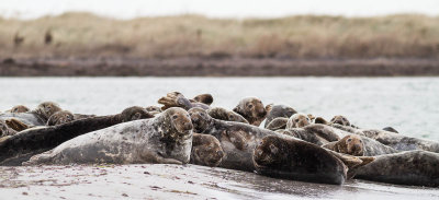 Grey Seal / Grsl