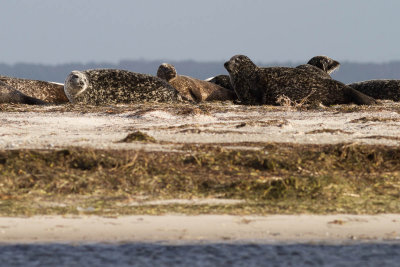 Harbour Seal / Knubbsl