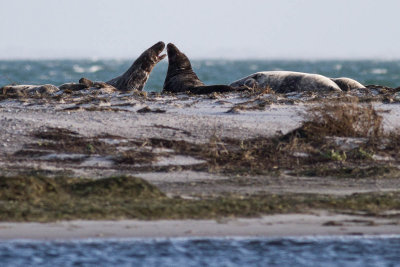 Grey Seal / Grsl