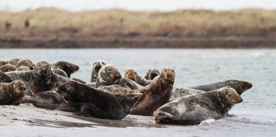 Grey Seal / Grsl