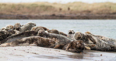 Grey Seal / Grsl