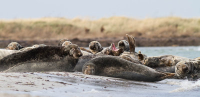 Grey Seal / Grsl