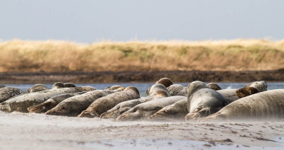 Grey Seal / Grsl