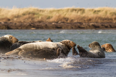 Grey Seal / Grsl