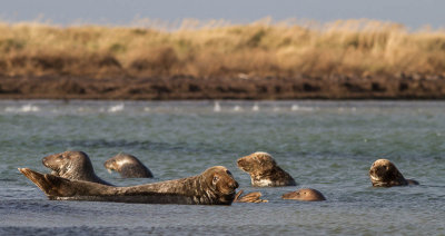 Grey Seal / Grsl