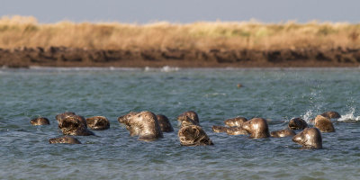 Grey Seal / Grsl