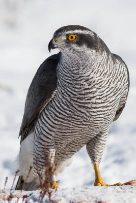 Goshawk / Duvhk