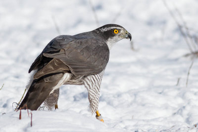 Goshawk / Duvhk