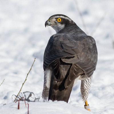 Goshawk / Duvhk