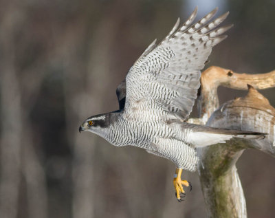 Goshawk / Duvhk