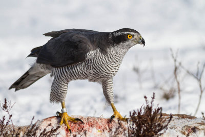 Goshawk / Duvhk