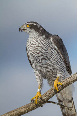 Goshawk / Duvhk