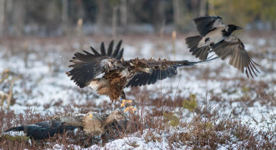 White-tailed Eagle