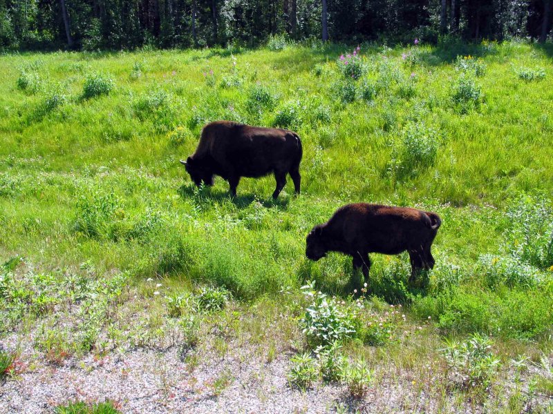 Cow Bisons