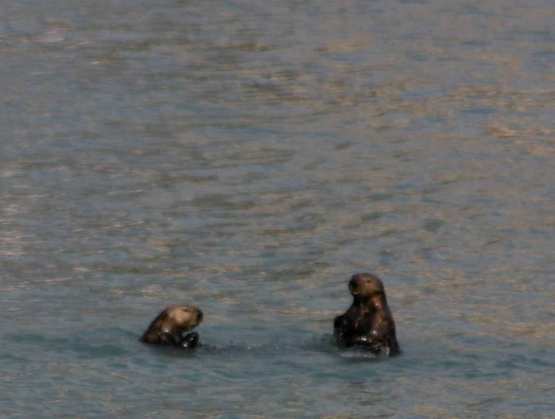 Sea Otter At Play