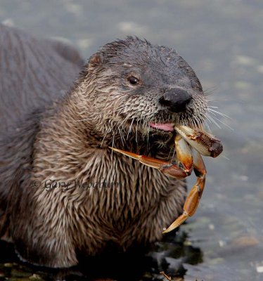 River Otter