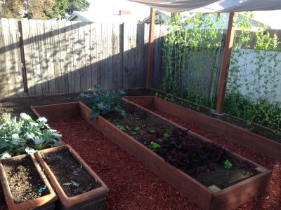 Raised Beds.JPG