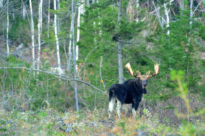 MSL_2538 Bullwinkle - North of Greenville, Maine
