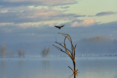 Bosque del Apache NWR, 2013