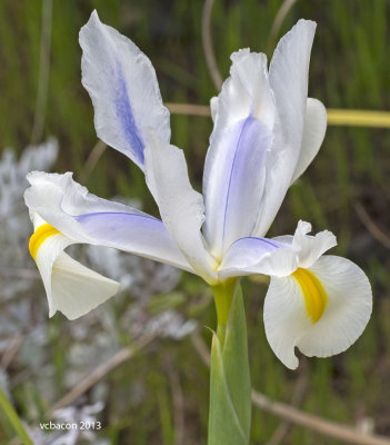 P3274446_whiteiris.jpg