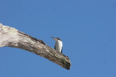 Collard kingfisher