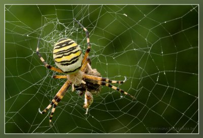 spinnen__spiders