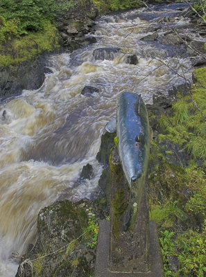 Ketchikan Creek above Creek Street