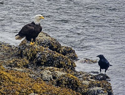 Eagle and Crow