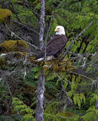 Eagle