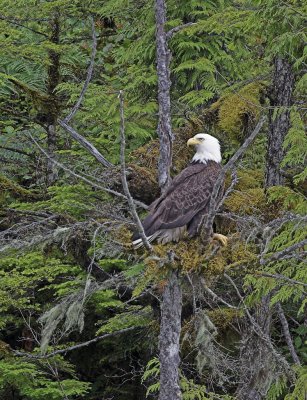 Eagle