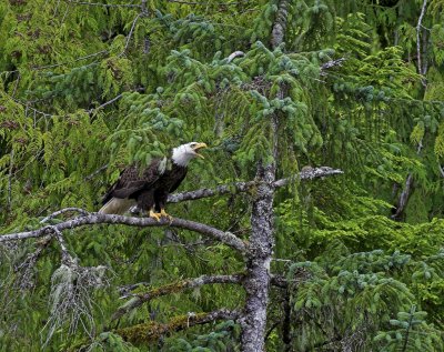 Eagle
