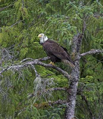 Eagle