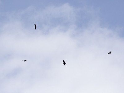 Eagles