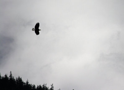 Eagle